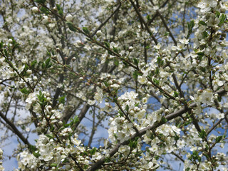 white cherry tree blooms violently in spring against the blue sky