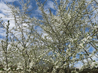 white cherry tree blooms violently in spring against the blue sky