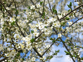 white cherry tree blooms violently in spring against the blue sky