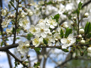 white cherry tree blooms violently in spring against the blue sky