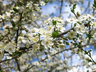 white cherry tree blooms violently in spring against the blue sky