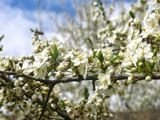 white cherry tree blooms violently in spring against the blue sky