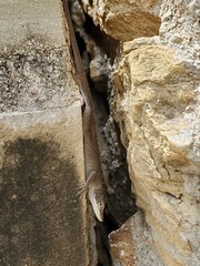 lizard on the stone
