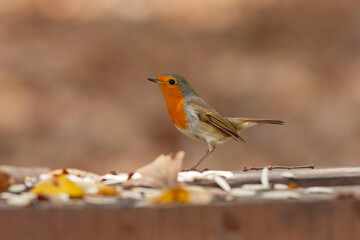 Fototapeta premium Close up of a European Robin (Erithacus rubecula) calling in spring