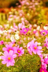 flowers in the garden