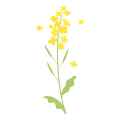 canola flowers illustration