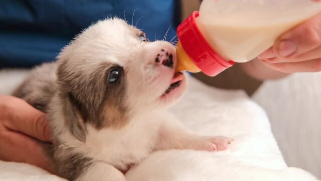 newborn puppy welsh corgi cardigan suck puppy formula milk from a bottle close up. Vet doctor Feeding a little pup on clinic
