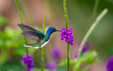 hummingbird © Gagan