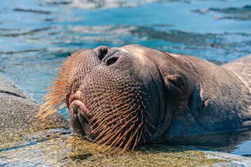 Fototapeta premium walrus on the rock
