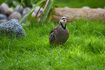 Partridge