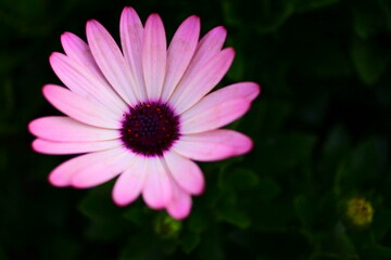 Obraz premium 花 ピンク