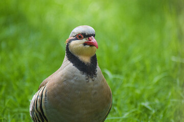 Partridge beauty