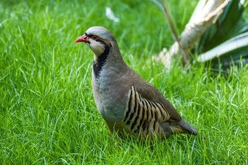 Partridge in the grass