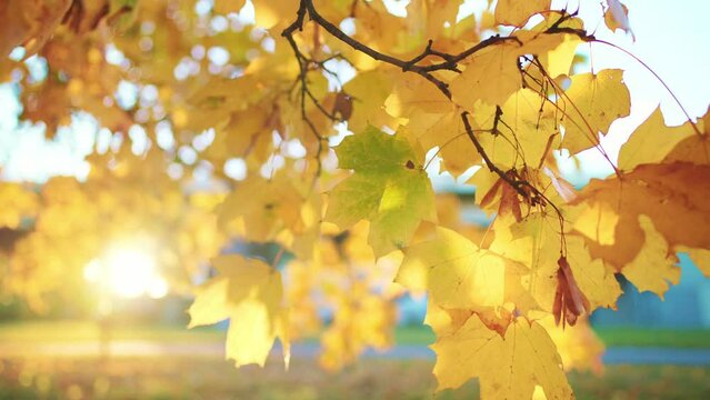 Close-up yellow-golden maple leaves on tree branch. Forest or park with path and fallen autumn leaves lying on ground on sunny day. Outdoors nature landscape. Wood at background sun rays and blue sky.