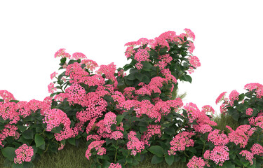 Field of grass with flowers on transparent background. 3d rendering - illustration