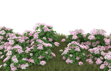 Obraz premium Field of grass with flowers on transparent background. 3d rendering - illustration