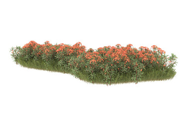 Field of grass with flowers on transparent background. 3d rendering - illustration