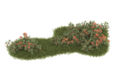 Field of grass with flowers on transparent background. 3d rendering - illustration