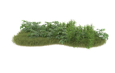 Field of grass with flowers on transparent background. 3d rendering - illustration