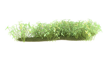 Field of grass with flowers on transparent background. 3d rendering - illustration