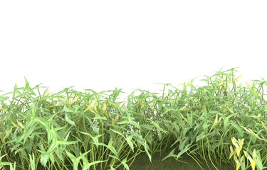 Field of grass with flowers on transparent background. 3d rendering - illustration