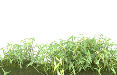 Field of grass with flowers on transparent background. 3d rendering - illustration