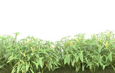 Field of grass with flowers on transparent background. 3d rendering - illustration