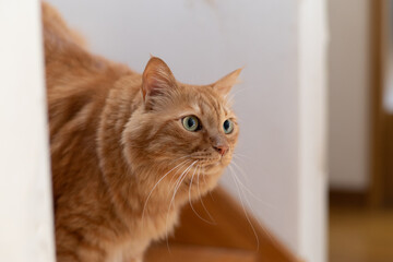 見つめる猫　茶トラ猫