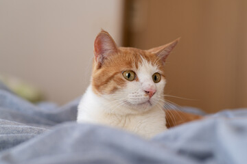 見つめる猫　茶トラ白