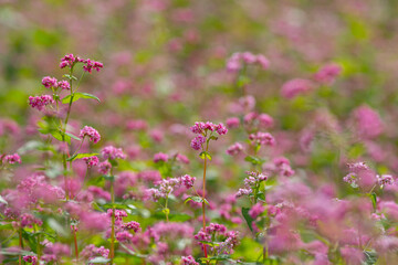 赤そばの花　長野県