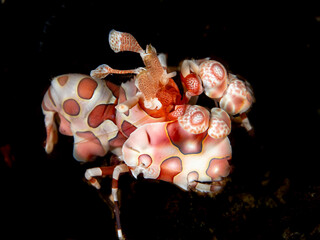 Harlekin Shrimp