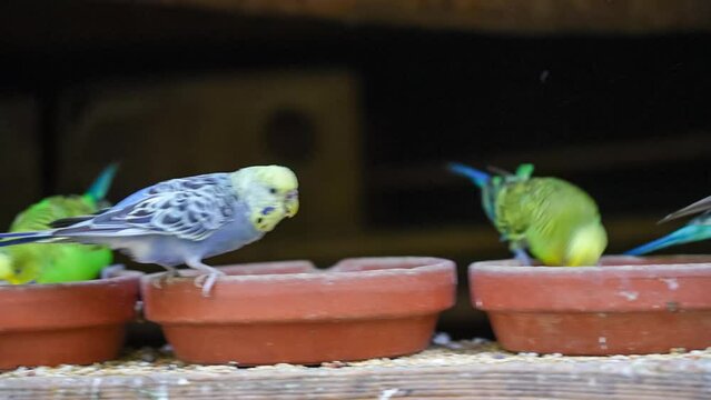 detailed close-up of a diamond dove and budgerigars feeding in bowls of seed