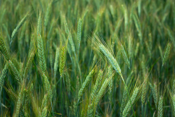 Green and yellow triticale field in close-up