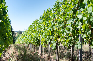 Fototapeta na wymiar Vineyard with green leaves. A row of vines with young unripe grapes.
