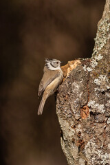 crested tit, cincia dal ciuffo