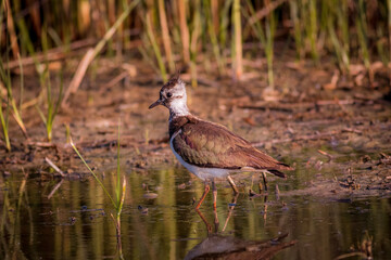 lapwing, pavoncella