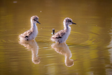 Two little birds, Cavaliere D'Italia, Himantopus