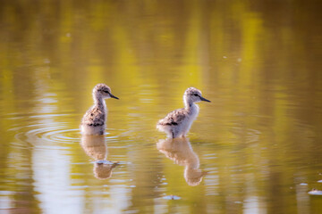 Two little Black winged stilt, Cavaliere D'Italia, Himantopus