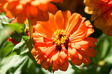Colorful flowers of zinnia elegant in the garden. Summer flowers in the park.