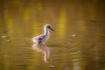 A little bird, Cavaliere D'Italia, Himantopus