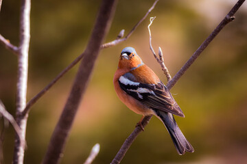 chaffinch on a branch