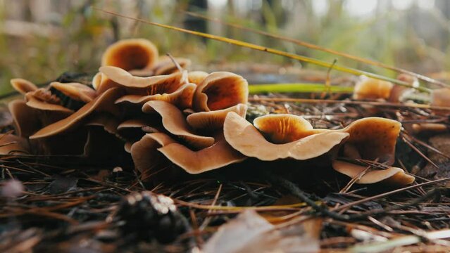 orange mushrooms on a stump in the autumn forest. fresh ripe mushrooms in the forest close-up. mushrooms among leaves and needles on a meadow in the forest. mushrooms in bright sunlight.