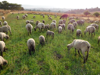A herd of grey sheep with black legs and faces grazing. A herd of shorn Hampshire Down Ewe Sheep...