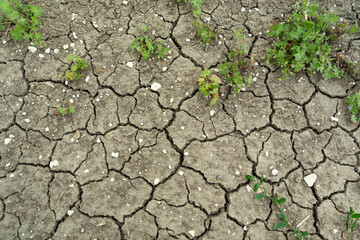 Cracked gray dry earth and green plants