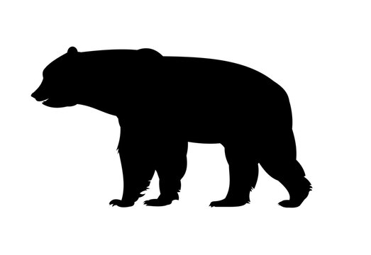 Adult bear. Wild animals. Silhouette figures. Isolated on white background. Vector