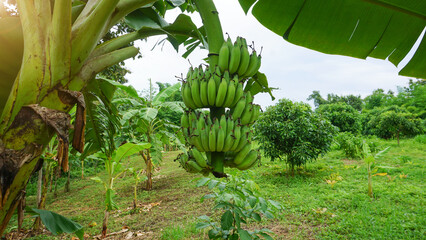Green unripe banana healthy fruit on a plant grown in an agricultural plantation
