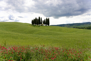 Fototapeta premium Landschaft mit Zypressen, südlich von Siena, Crete Senesi, Toskana, Italien, Europa