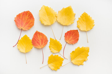 Yellow aspen leaves on a white background. Autumn leaves.