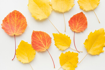 Yellow aspen leaves on a white background. Autumn leaves.