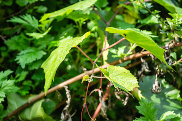 Green leaves of wild vine. Green leaves of a wild vine, illuminated by the autumn, afternoon sun.